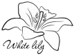 White Lily White Lily